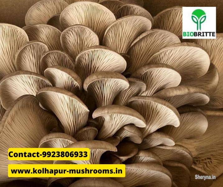 Mushroom Training Center Bagalkot
